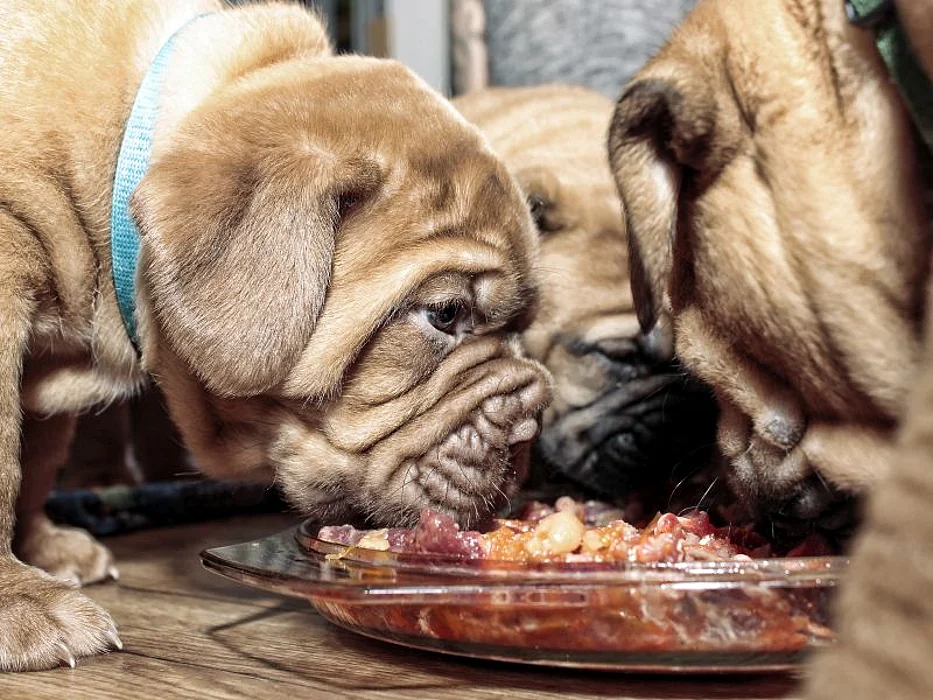 Dogs eating raw pet food