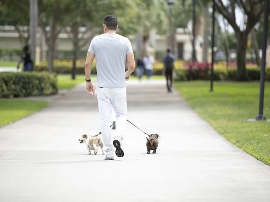 Veteran walking dogs.