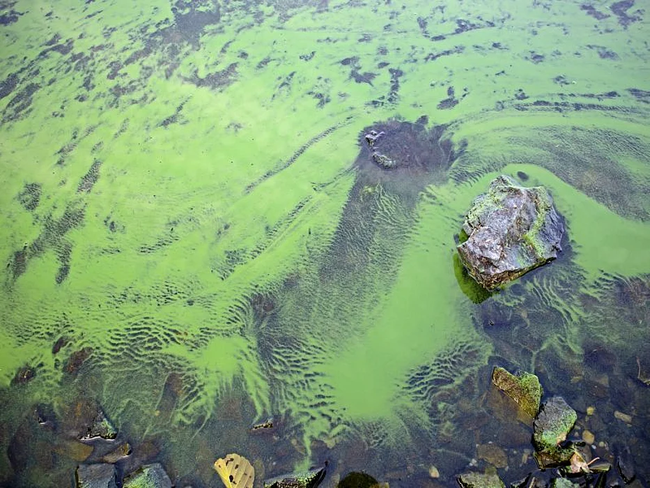 algae