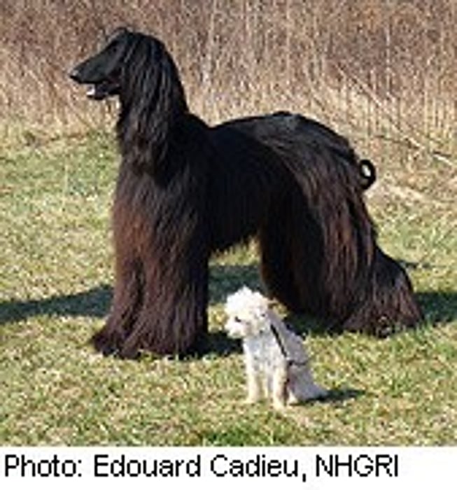 Dogged Research Spots Gene Behind Pooches' Size