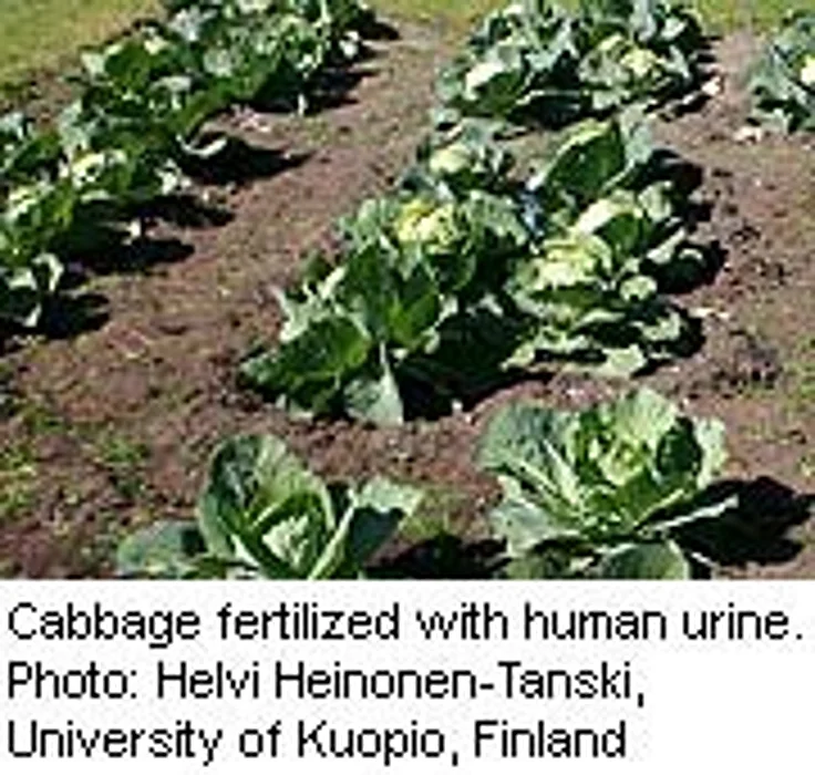 Human Urine Safe, Productive Fertilizer