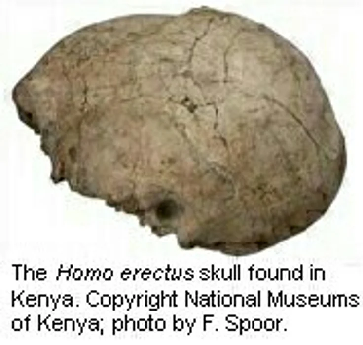 2 Human Ancestors Probably Co-Existed