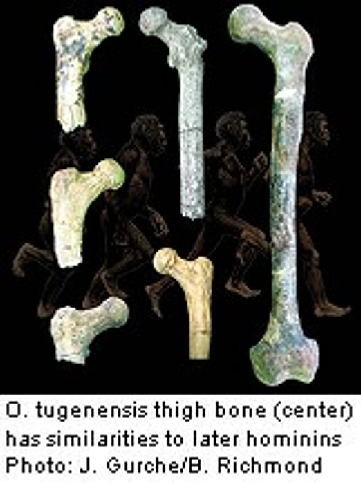 Fossils Push Back Bipedalism to 6 Million Years Ago
