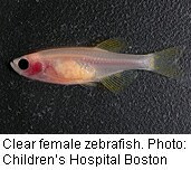 Transparent Fish Gives New Window on Disease