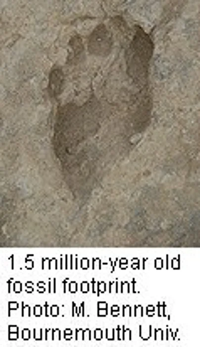 Human Ancestors Put Best Foot Forward 1.5M Years Ago