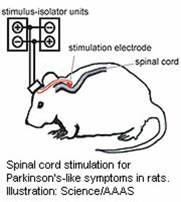 New Parkinson's Treatment Shows Promise in Animals