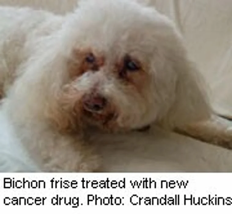 Dogs Help in Hunt for New Cancer Drugs