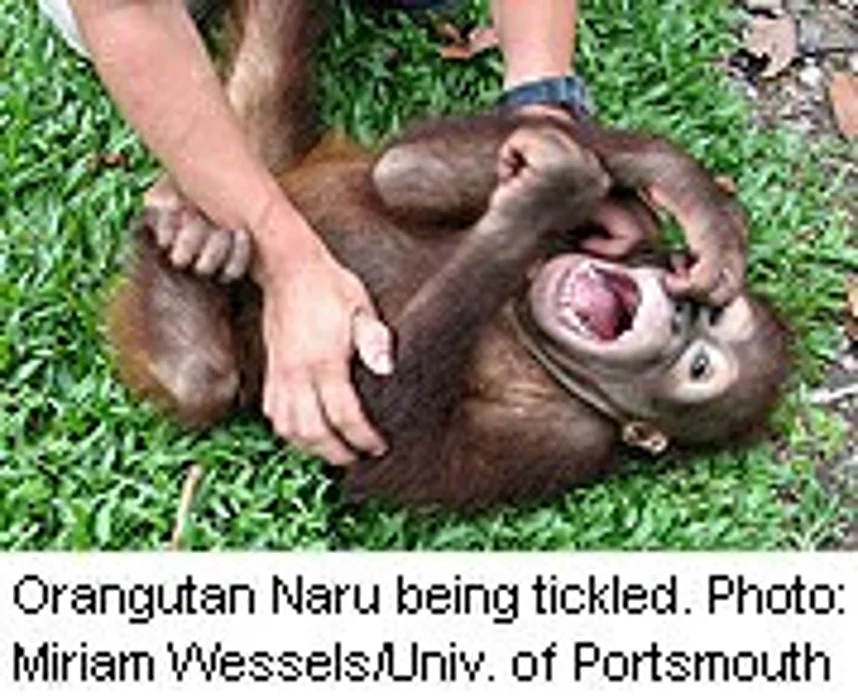 Apes Love a Good Laugh, Too