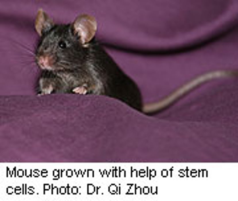 Scientists Use Non-Embryonic Stem Cells to Create Healthy Mice