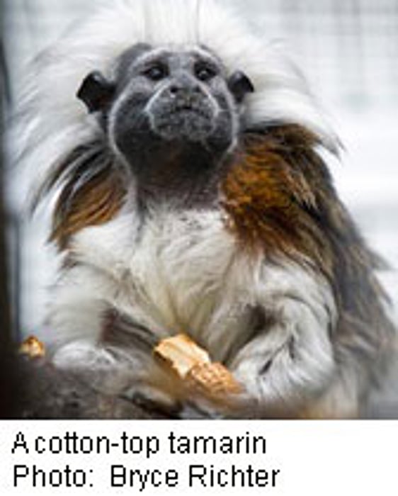 Scientists Make Sweet Monkey Music