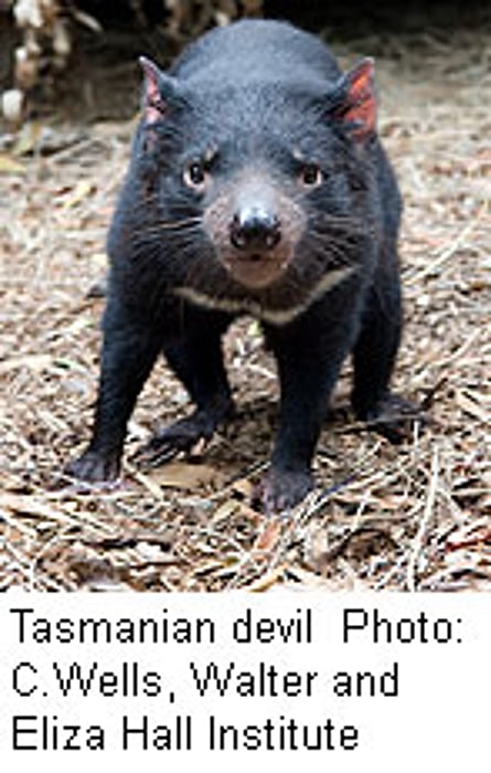Clues to Cancer That Could Wipe Out Tasmanian Devils