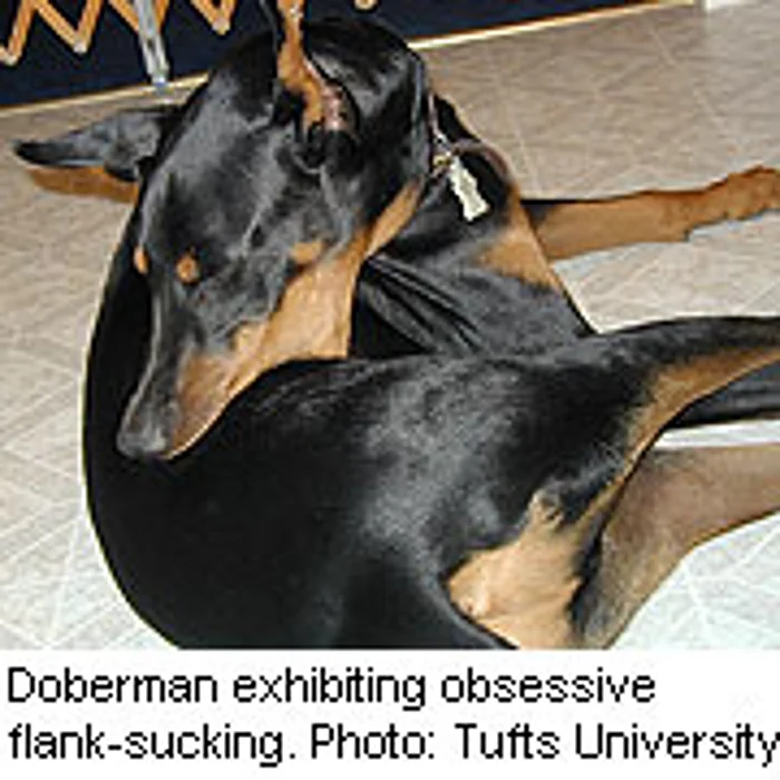 Compulsive Dogs Yield Clues to Human OCD, Autism