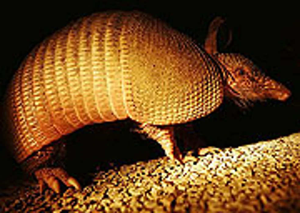 Los armadillos contagian la lepra a los humanos en el sur de Estados Unidos, según un estudio