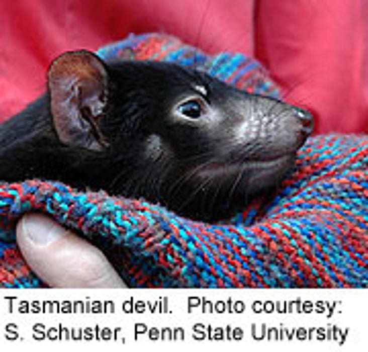 Genome Map May Help Save Tasmanian Devils
