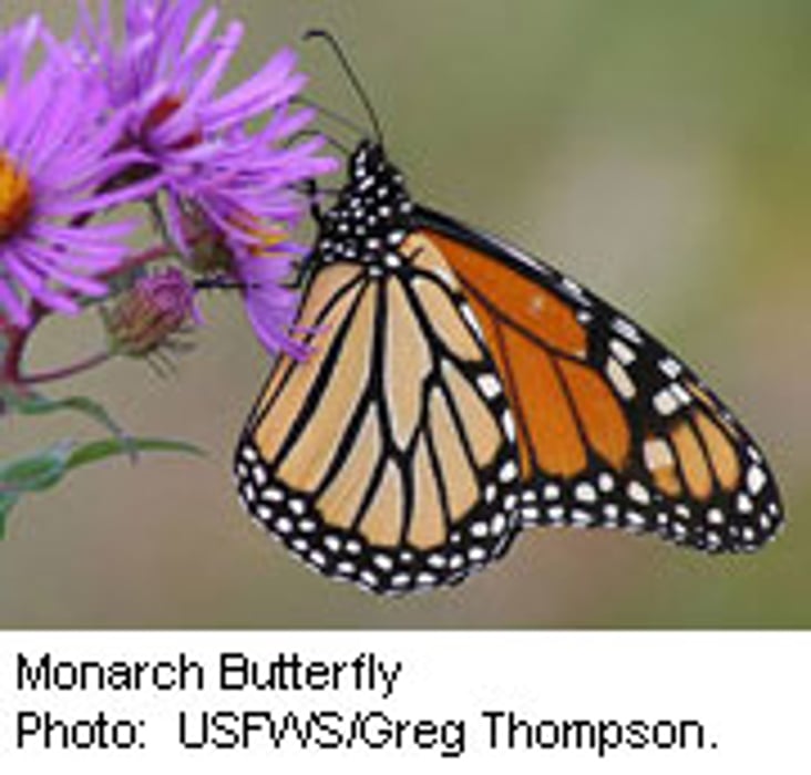 Scientists Reveal Monarch Butterfly Genome