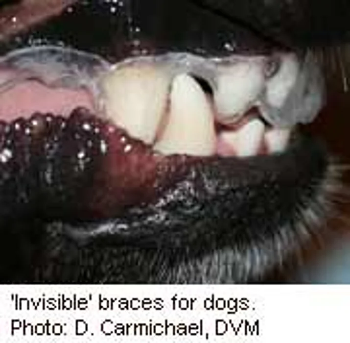 Doggy Dentistry Can Now Mean Braces