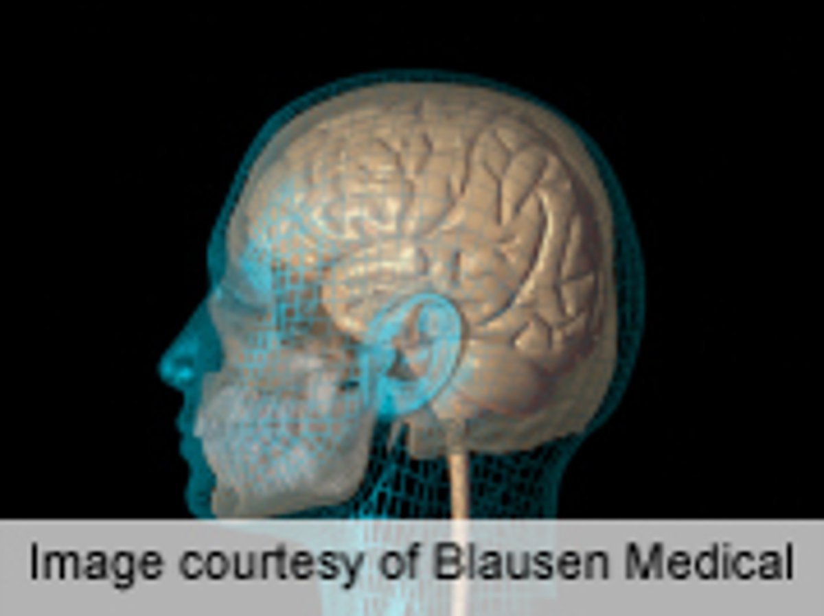types of amnesia brain injury