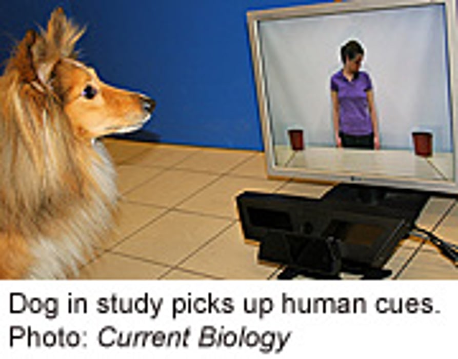 Like Babies, Dogs Pick Up on People's Intent