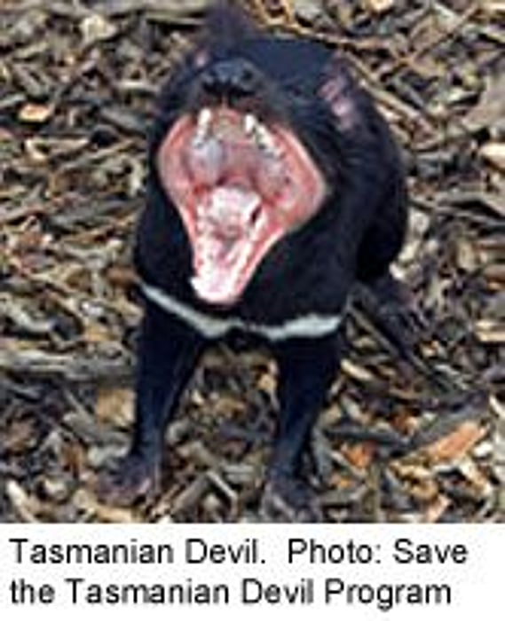 Genome Map Might Help Save Tasmanian Devil From Extinction