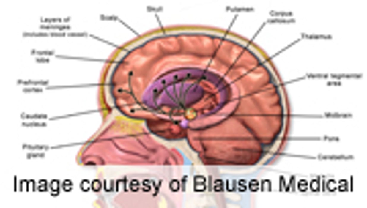 Tracking Love, Lust in the Brain