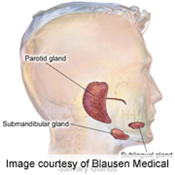 Prognostic Factors Identified in Mucoepidermoid Carcinoma