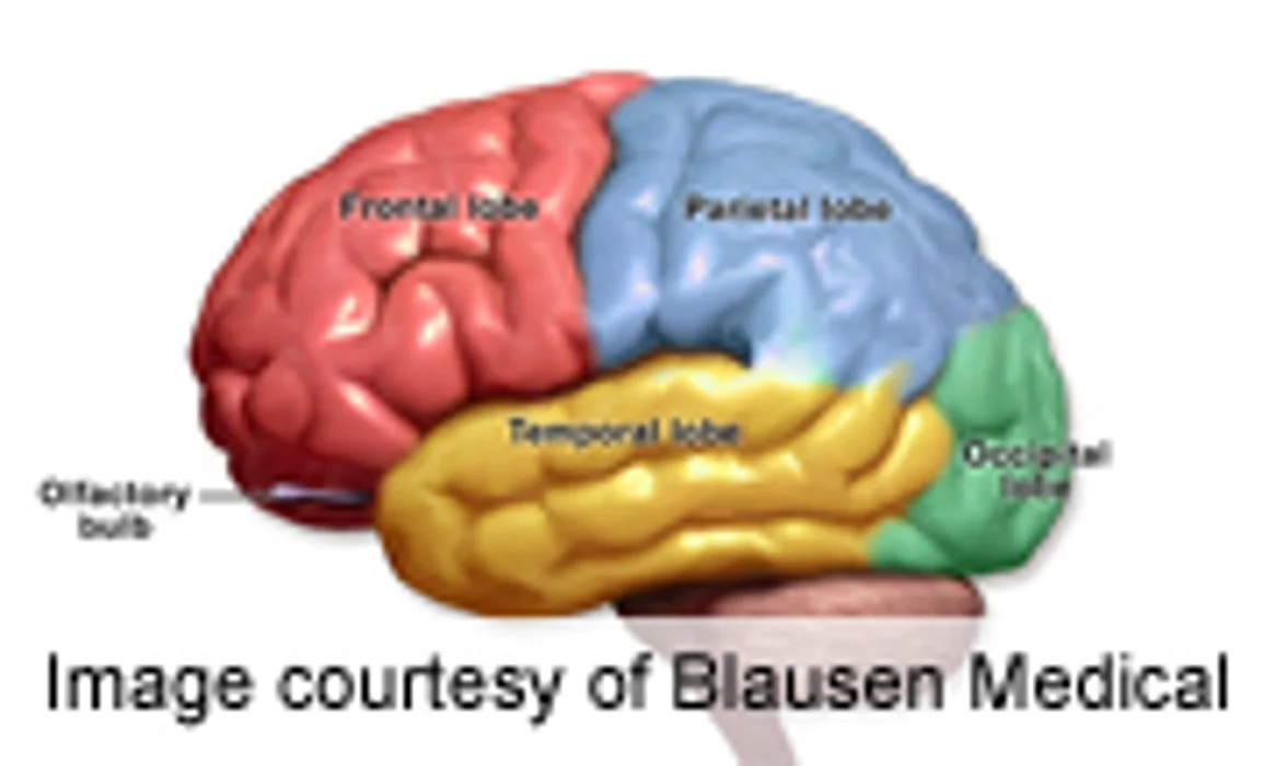 Brain Recovery From Alcoholism Seen Soon After Abstinence: Study