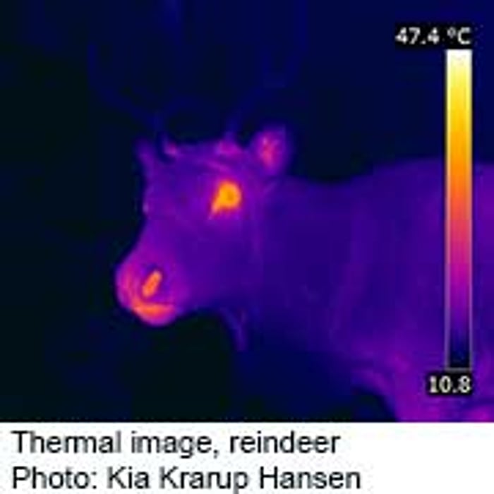 Here's What Keeps Rudolph's 'Nose So Bright'