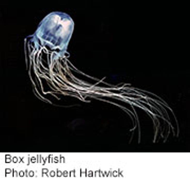 Shows Against Deadly Jellyfish Venom Health News | HealthDay