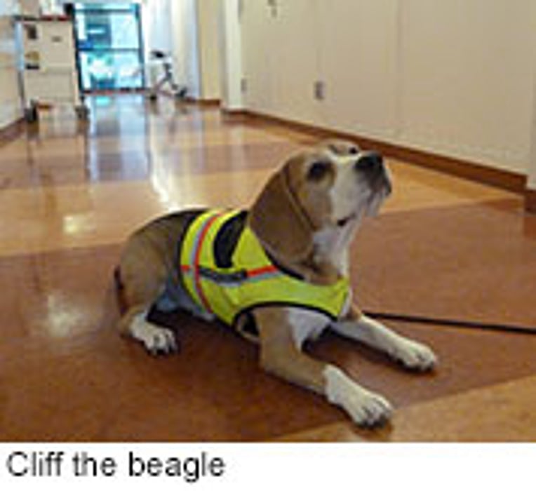 Trained Beagle Sniffs Out Troublesome Hospital Infection