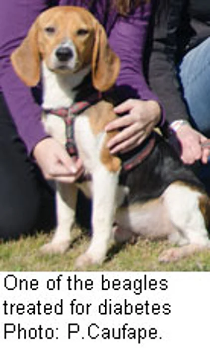 Lucky Dogs Get Shot at Diabetes Cure