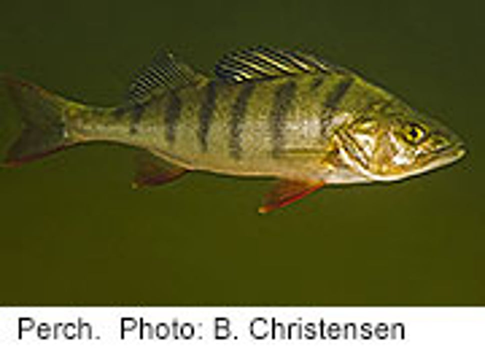 Psychiatric Meds in Water Supply May Alter Fish Behavior
