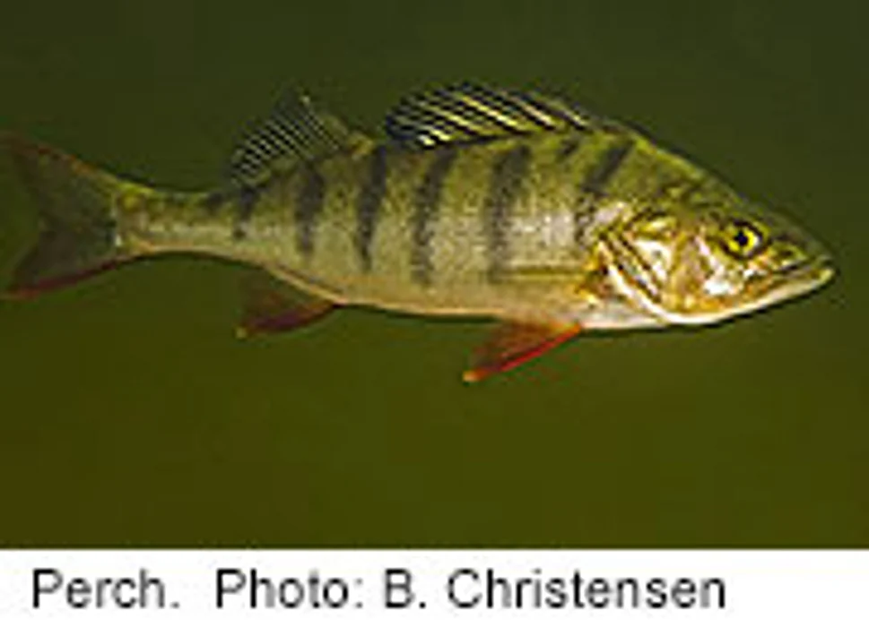 Psychiatric Meds in Water Supply May Alter Fish Behavior