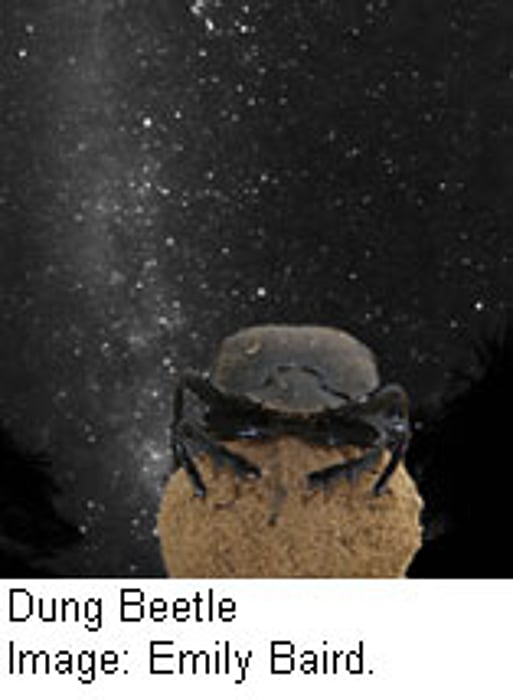 Lowly Dung Beetle Looks to the Stars to Navigate