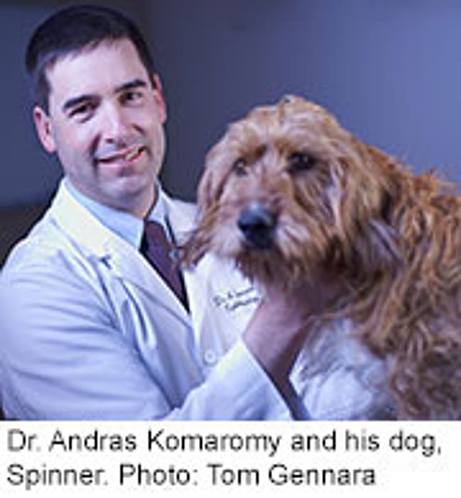 Treatment for Blindness in Dogs Might Help People, Too