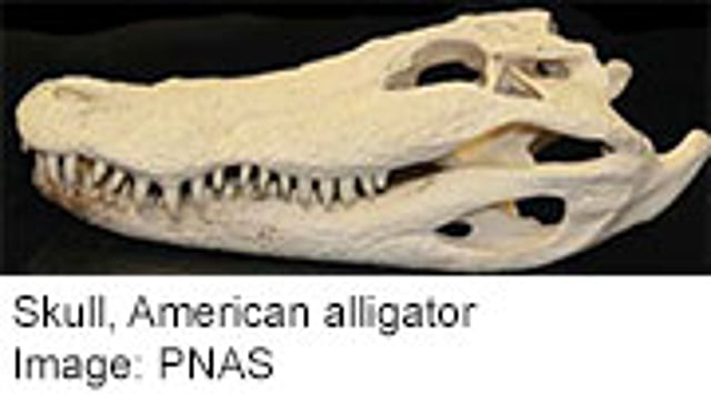 gator shoes with eyes and teeth