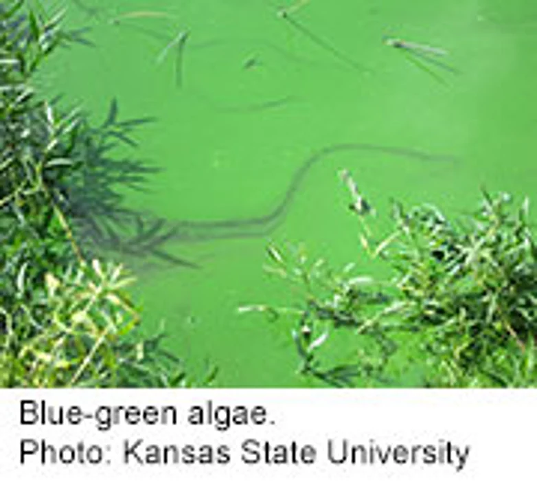 Pond Scum Holds Dangers for People Pets