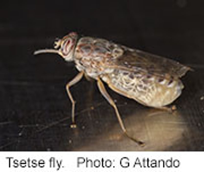 Genetic Code of Tsetse Fly May Help Fight Sleeping Sickness