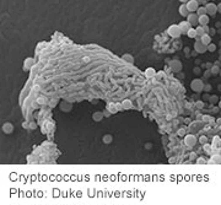 Scientists Map DNA of Deadly Fungus