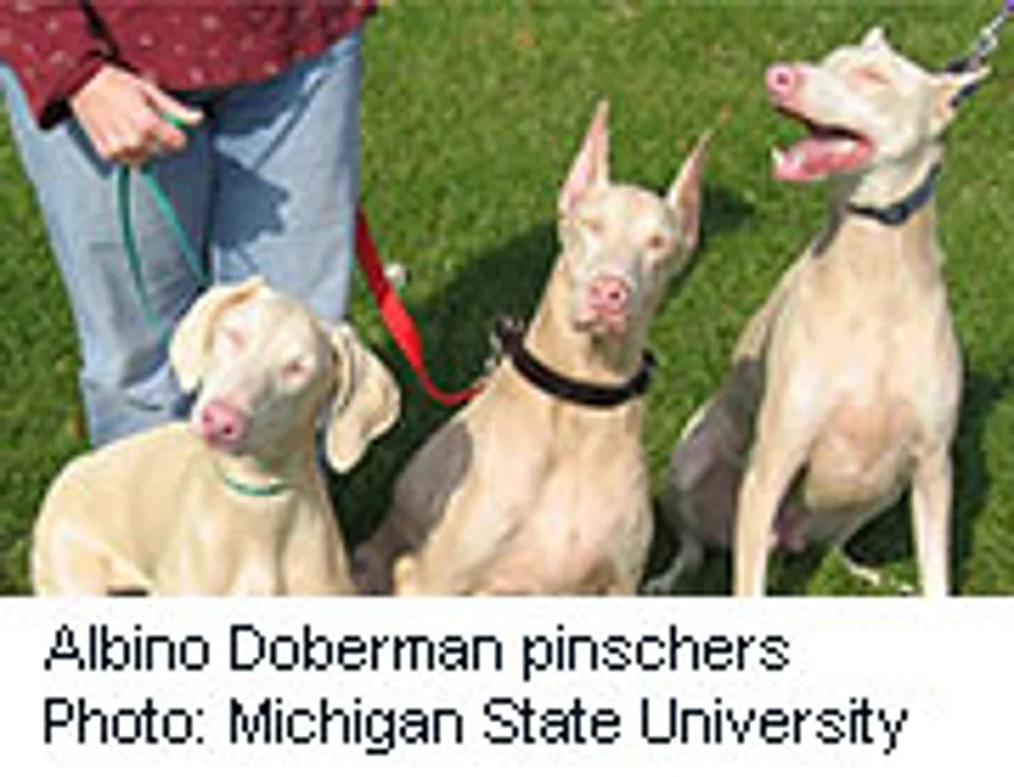 Researchers Find Gene Behind Albino Dobermans