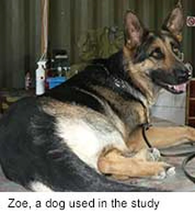 Dogs May Help Spot Human Prostate Cancers, Study Finds