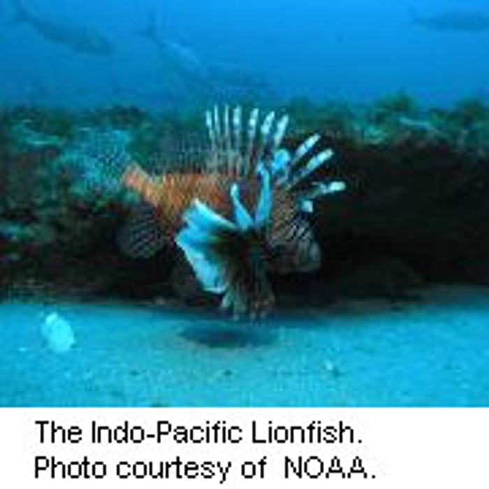 Rising Atlantic Ocean Temperatures Could Pose Threat to Reefs