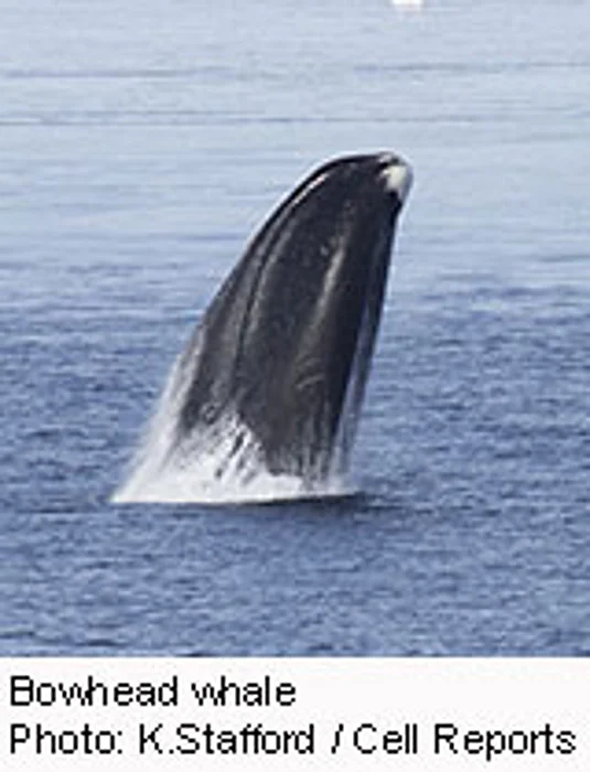 200-Year-Old Whale May Give Clues to Human Longevity