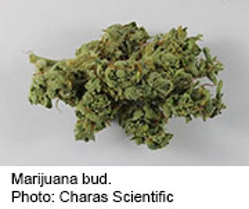 Colorado's Legal Pot Is Potent, and a Little Dirty
