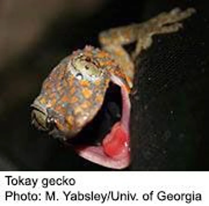 Pet Geckos May Pose Health Risk