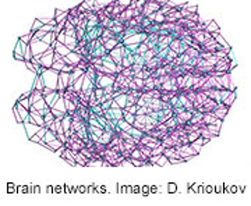 Human Brain Has Nearly Ideal Network of Connections, Research Shows