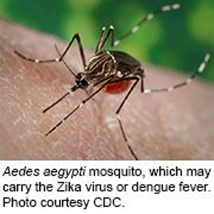 Another Type of Mosquito May Carry Zika