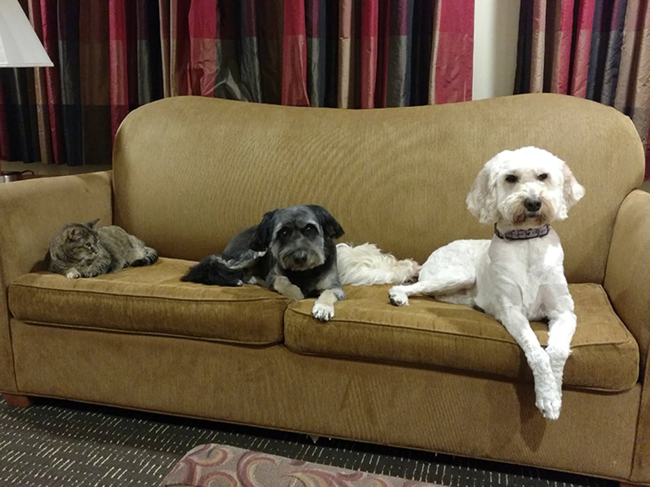 dog pets sitting on the couch