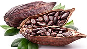 Could Cocoa Give Your Brain A Boost?