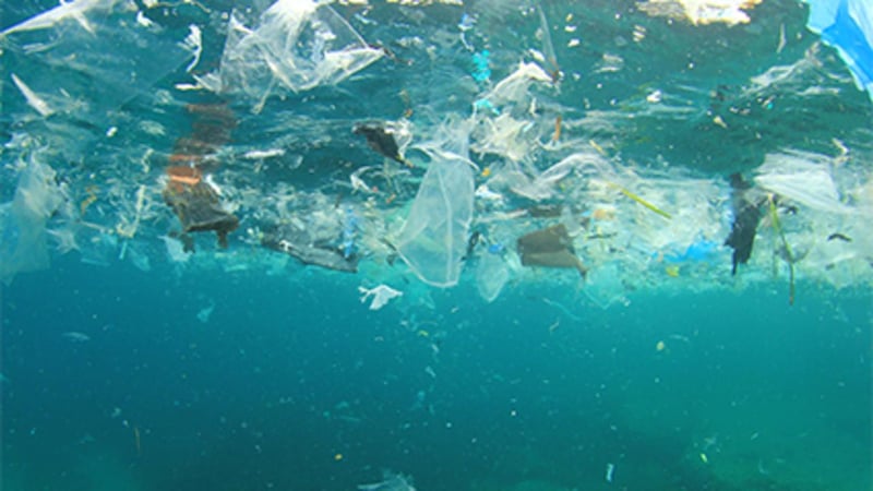 Imagen de noticia: Los gérmenes peligrosos que flotan en los microplásticos del océano terminan en los alimentos y el agua