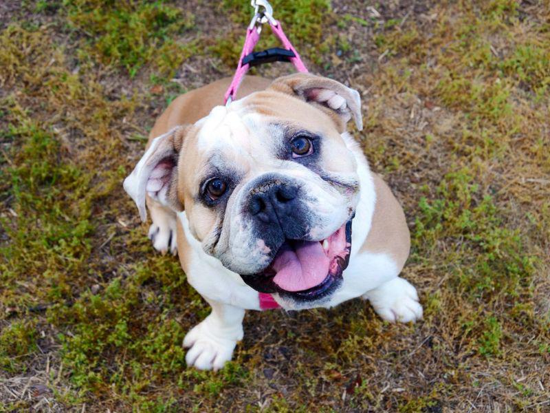 Cancer Diagnosis Might Be Wrong for Many English Bulldogs